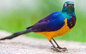     HD 
