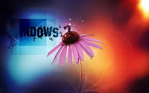 Windows 7    HD 