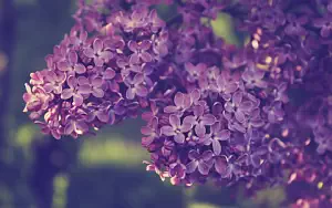     HD 