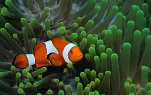      HD 